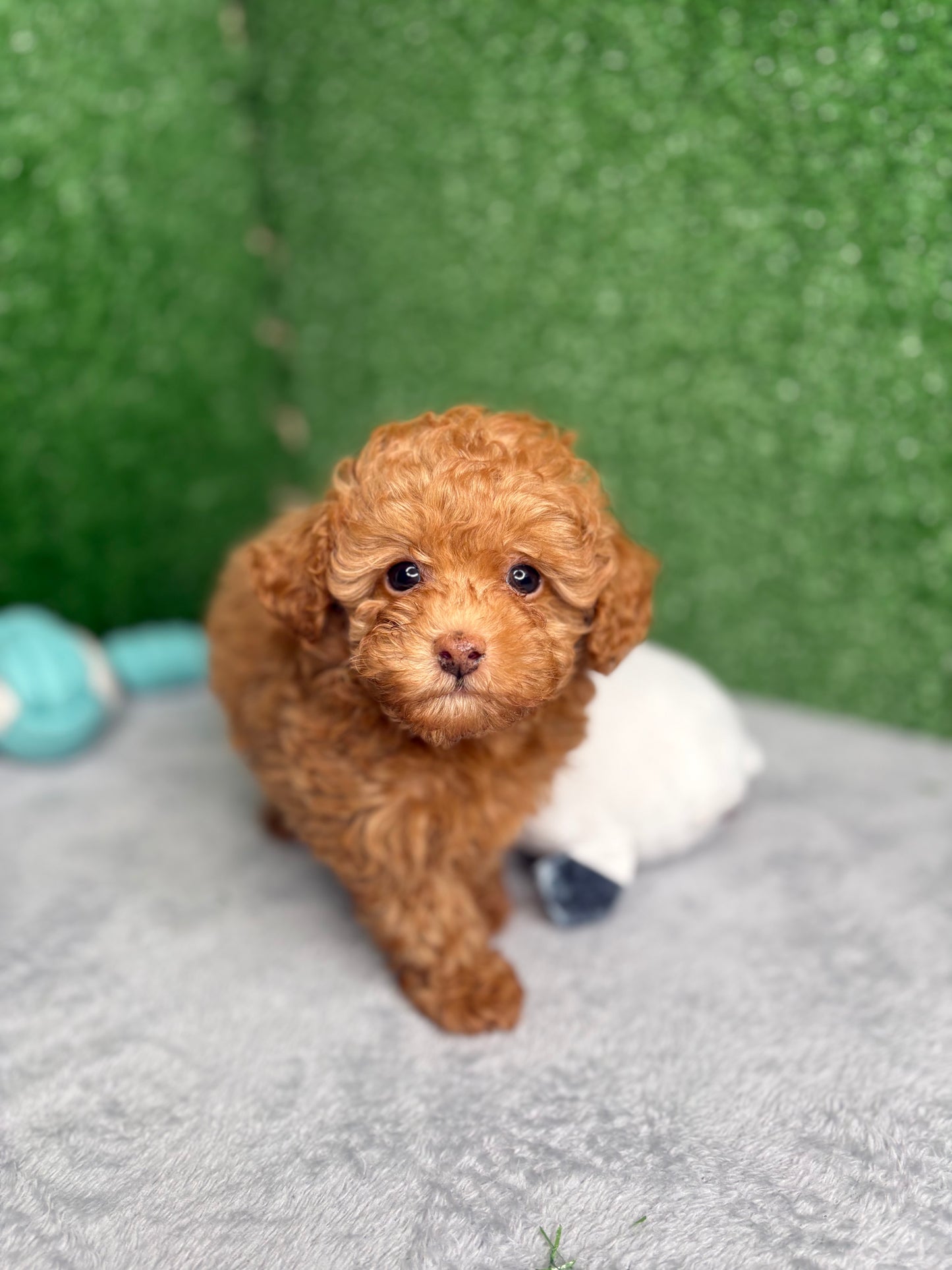 Zen The Micro Poodle 🐩 (Deposit Only ‼️Please Read The Description Below‼️)
