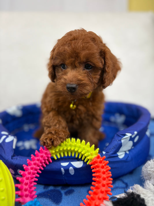 Super Red Male Toy Poodle (Deposit Only‼️ Please Read The DESCRIPTION Below‼️)