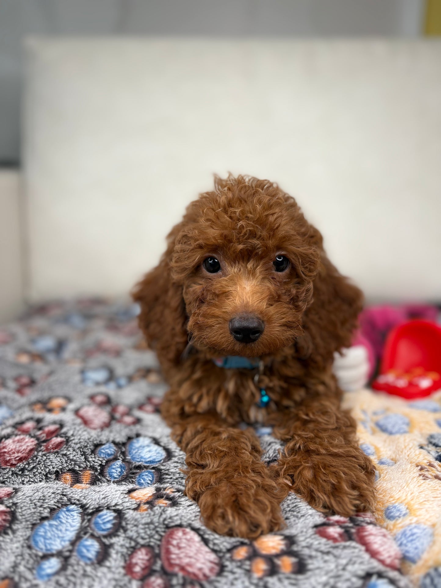 Red Female Miniature Poodle PROMOTION Pup (Deposit Only ‼️Please Read The DESCRIPTION Below‼️)