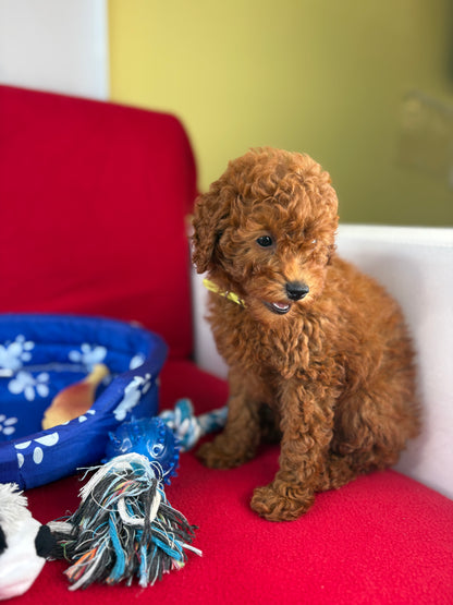 Red Female Toy Poodle (Deposit Only, Please Read The Description Below‼️)
