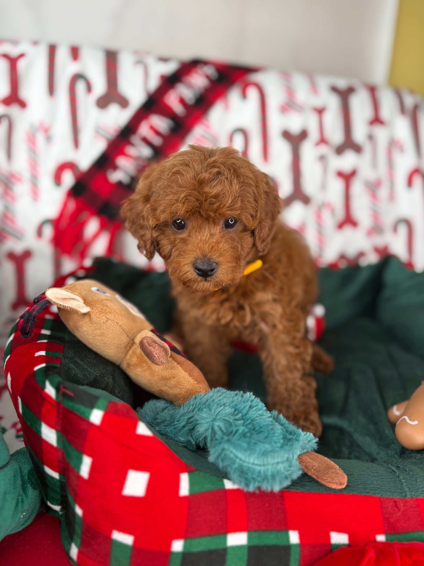 Dark Red Female Teacup Poodle (Deposit Only Please Read The DESCRIPTION Below‼️