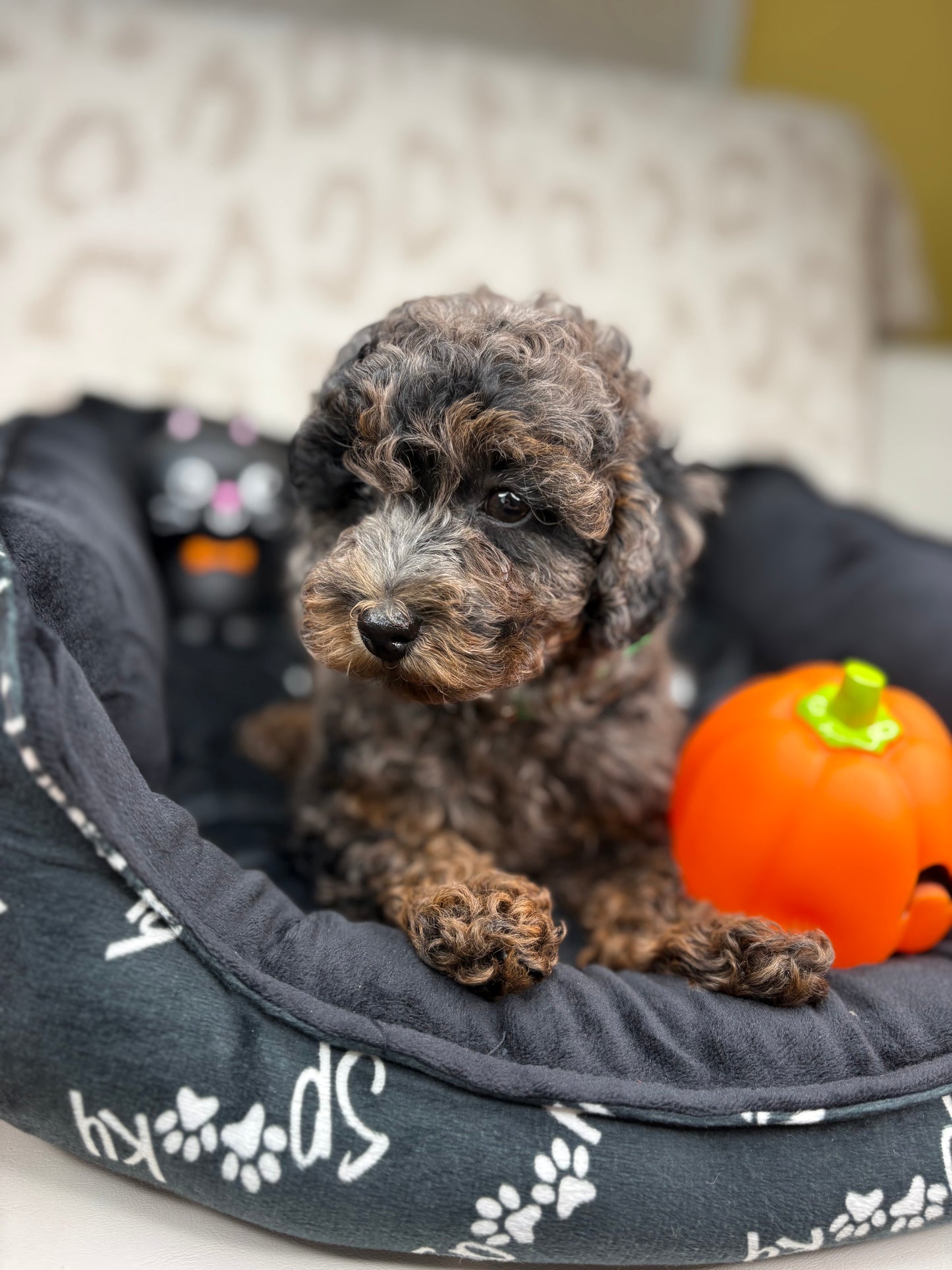 Merle Phantom Female Toy Poodle (Deposit Only‼️ Please Read The Description Below‼️)