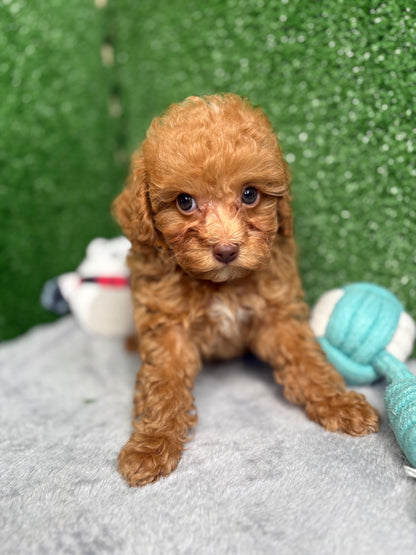Major The Micro Poodle (Deposit Only ‼️Please Read The Description Below‼️)