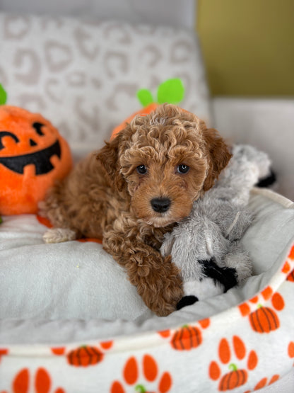 Apricot Male Toy Poodle (Deposit Only‼️Please Read The Description Below‼️)