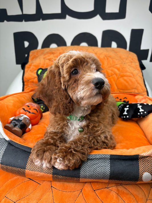 Red And White Male Miniature Poodle 🐩 (Deposit Only‼️Please Read The Description Below‼️)