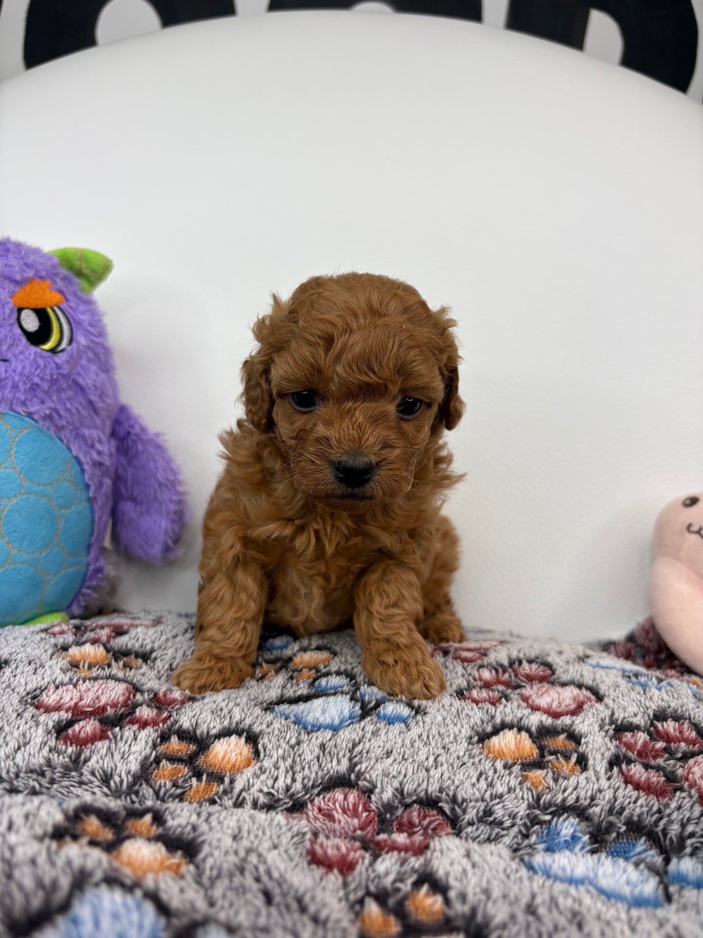 Ruby The Red Female Toy Poodle (Deposit Only‼️ Please Read The Description Below‼️)