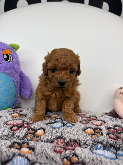 Ruby The Red Female Toy Poodle (Deposit Only‼️ Please Read The Description Below‼️)