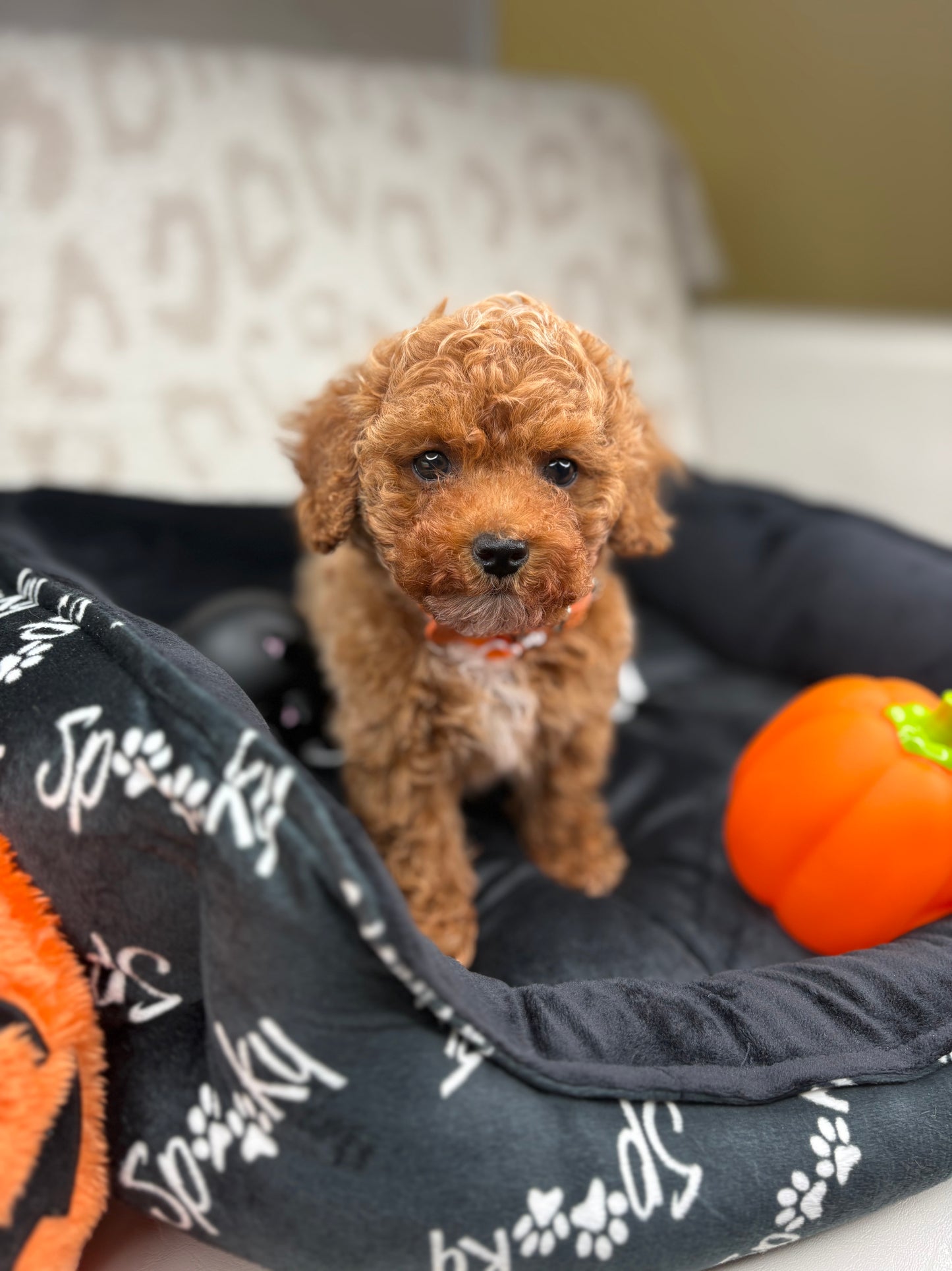 Apricot Male Teacup Poodle 🐩 ‼️(Deposit Only, Please Read The Description Below‼️)