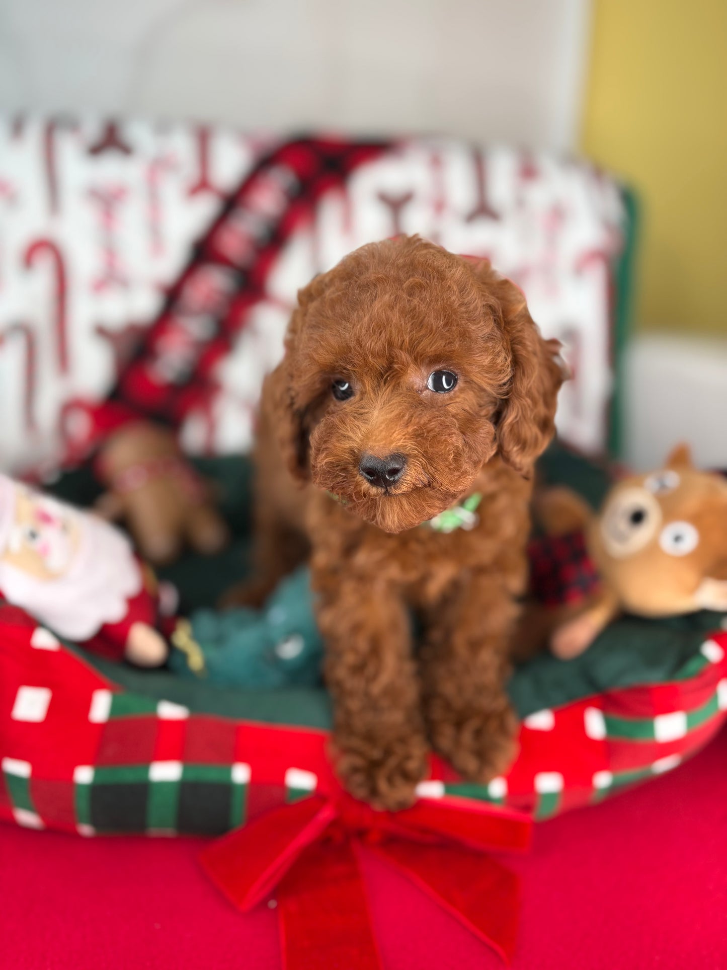 Dark Red Female Toy Poodle ( Deposit Only, Please Read The DESCRIPTION Below‼️)
