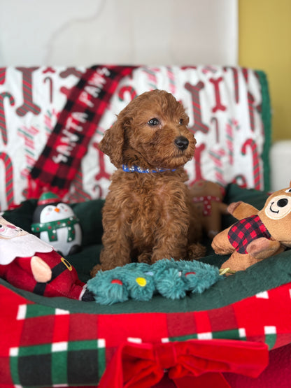 Red Male Miniture Poodle  (Deposit Only, Please Read The Description Below‼️)