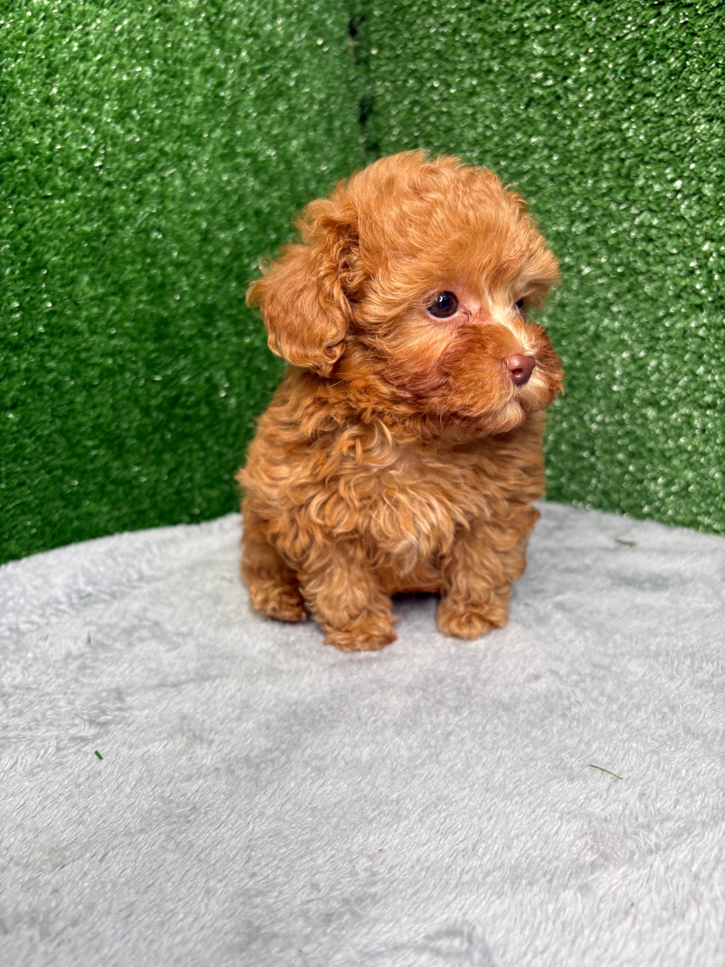 Zion The Micro Poodle (Deposit Only ‼️Please Read The DESCRIPTION Below‼️)
