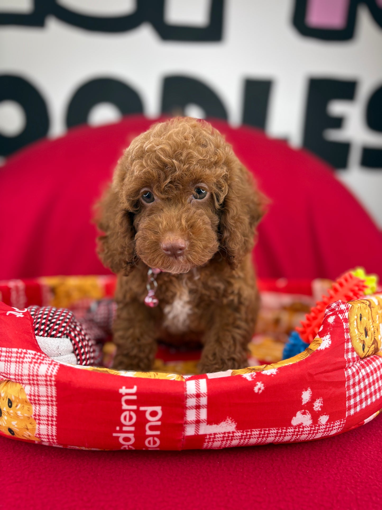Red Female Miniture Poodle (Deposit Only, Please Read The Description Below‼️)