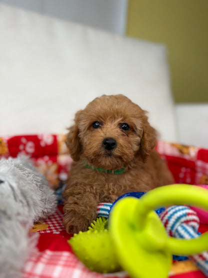 Male Apricot Teacup Poodle (Deposit Only‼️ Please Read The Description Below‼️)