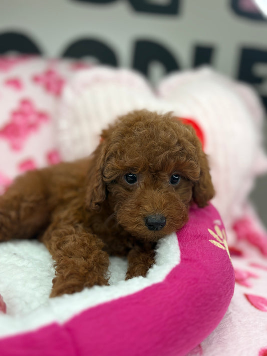 Dark Red Male Toy Poodle (Deposit Only‼️Please Read The Description Below‼️)