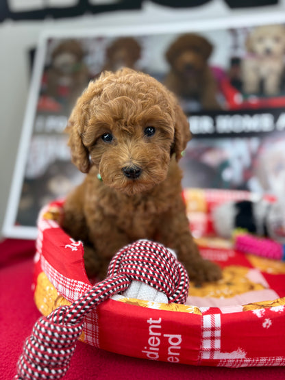 Dark Red Female Toy Poodle (Deposit Only‼️Please Read The Description Below‼️)