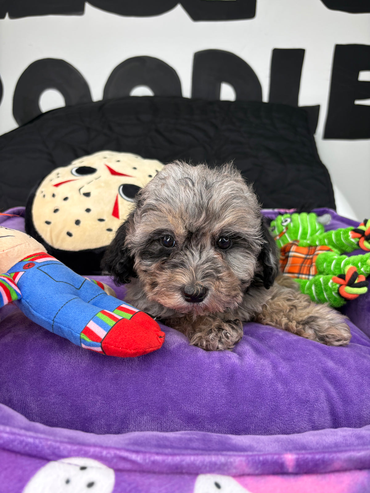 Merle Male Teacup Poodle 🐩(Deposit Only ‼️ Please Read The DESCRIPTION Below‼️)