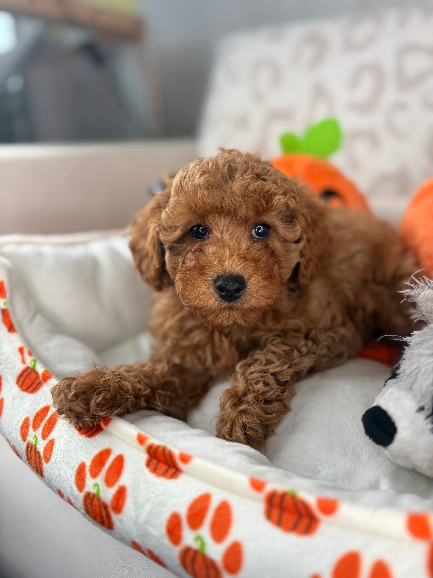 Apricot Male Toy Poodle 🐩 (Deposit Only‼️Please Read The Description Below‼️)