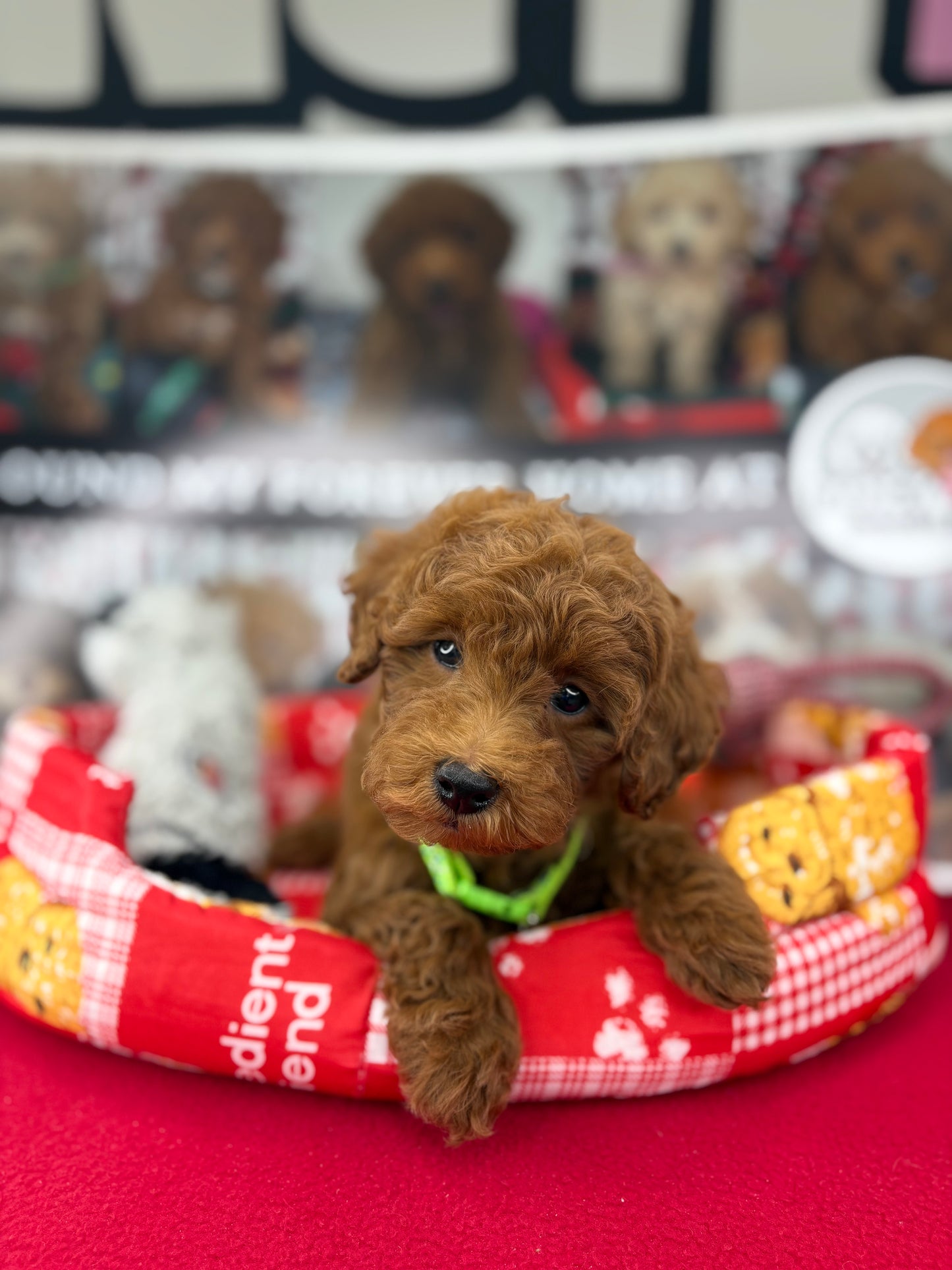 Dark Red Male Toy Poodle ‼️(Deposit Only ‼️ Please Read The Description Below ‼️)