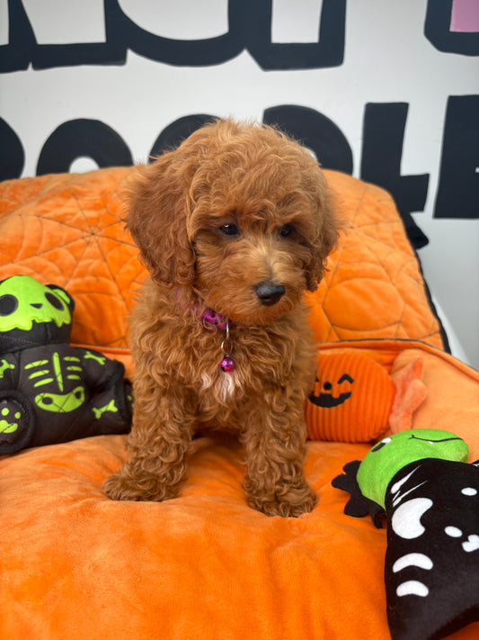 Red Female Miniature Poodle (Deposit Only, Please Read The Description Below‼️)