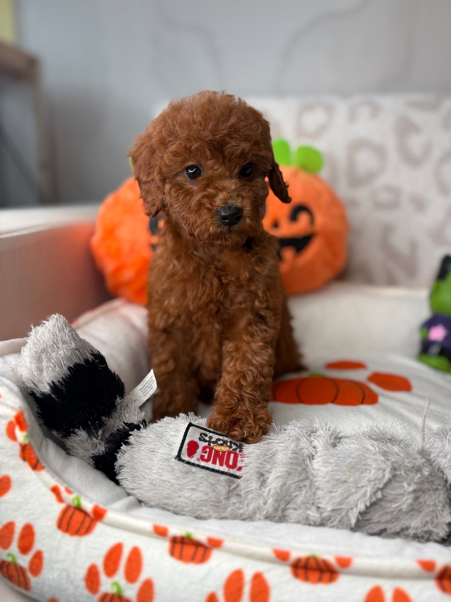 Red Female Miniture Poodle  (Deposit Only, Please Read The Description Below‼️)