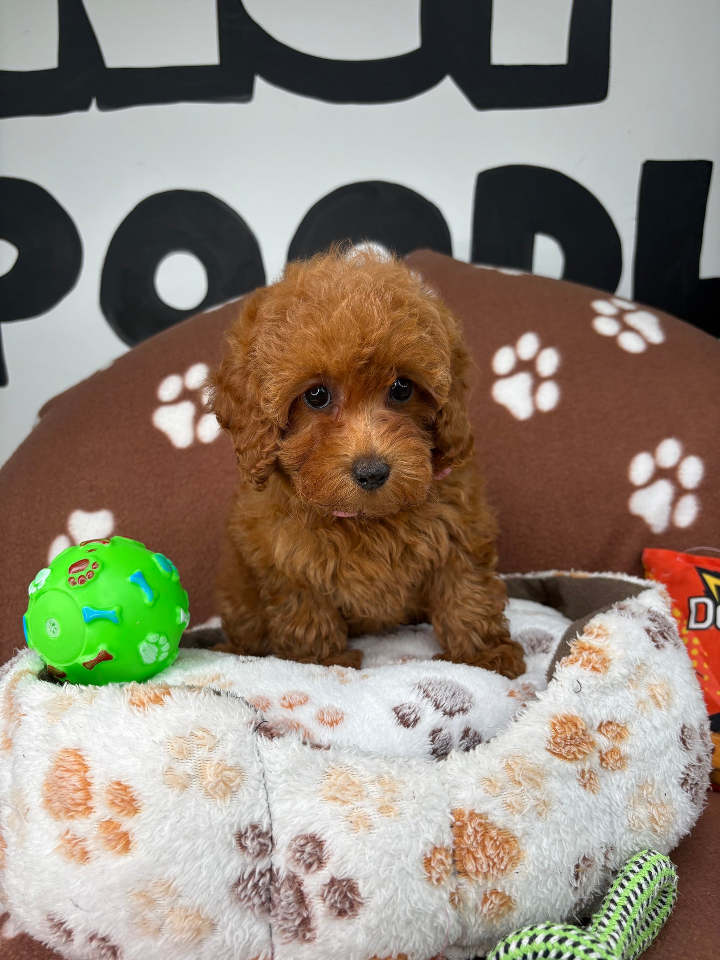 Red Female Teacup Poodle 🐩(Deposit Only ‼️ Please Read The DESCRIPTION Below‼️)