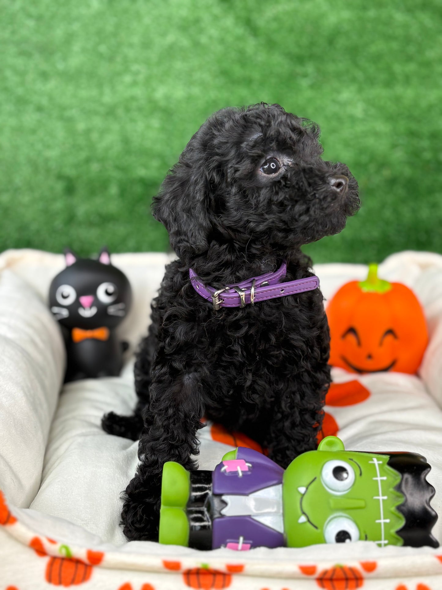 Black Male Toy Poodle 🐩 (Deposit Only ‼️ Please Read The Description Below ‼️)