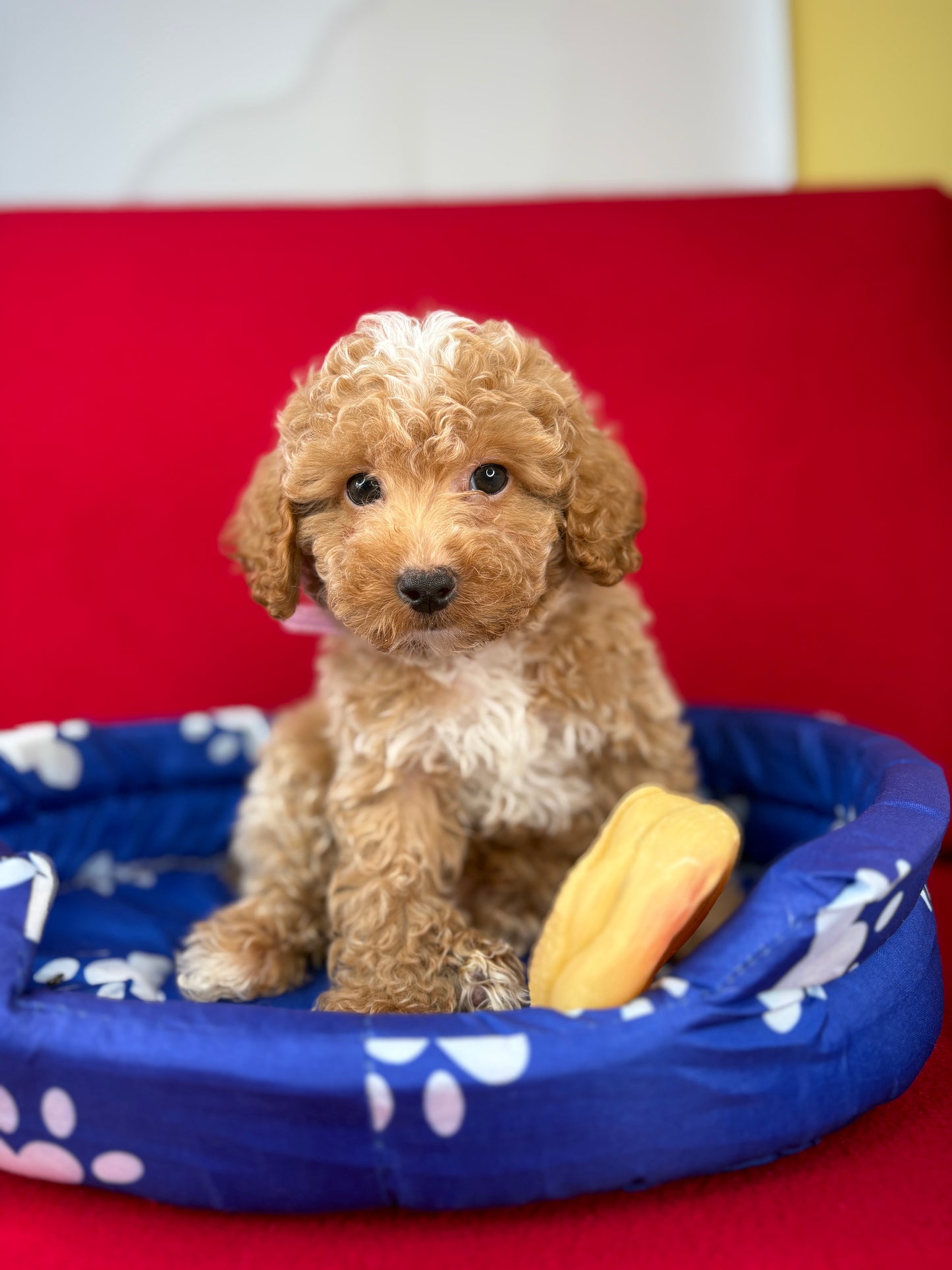 Apricot Male Toy Poodle ‼️(Deposit Only ‼️ Please Read The Description Below ‼️)