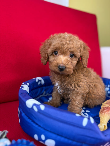 Red Male Toy Poodle 🐩 (Deposit Only‼️Please Read The Description Below‼️)