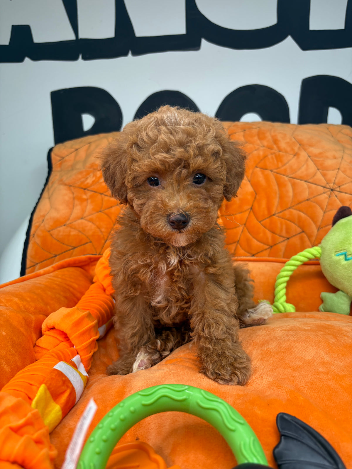 Apricot Female Toy Poodle (Deposit Only‼️ Please Read The DESCRIPTION Below‼️)