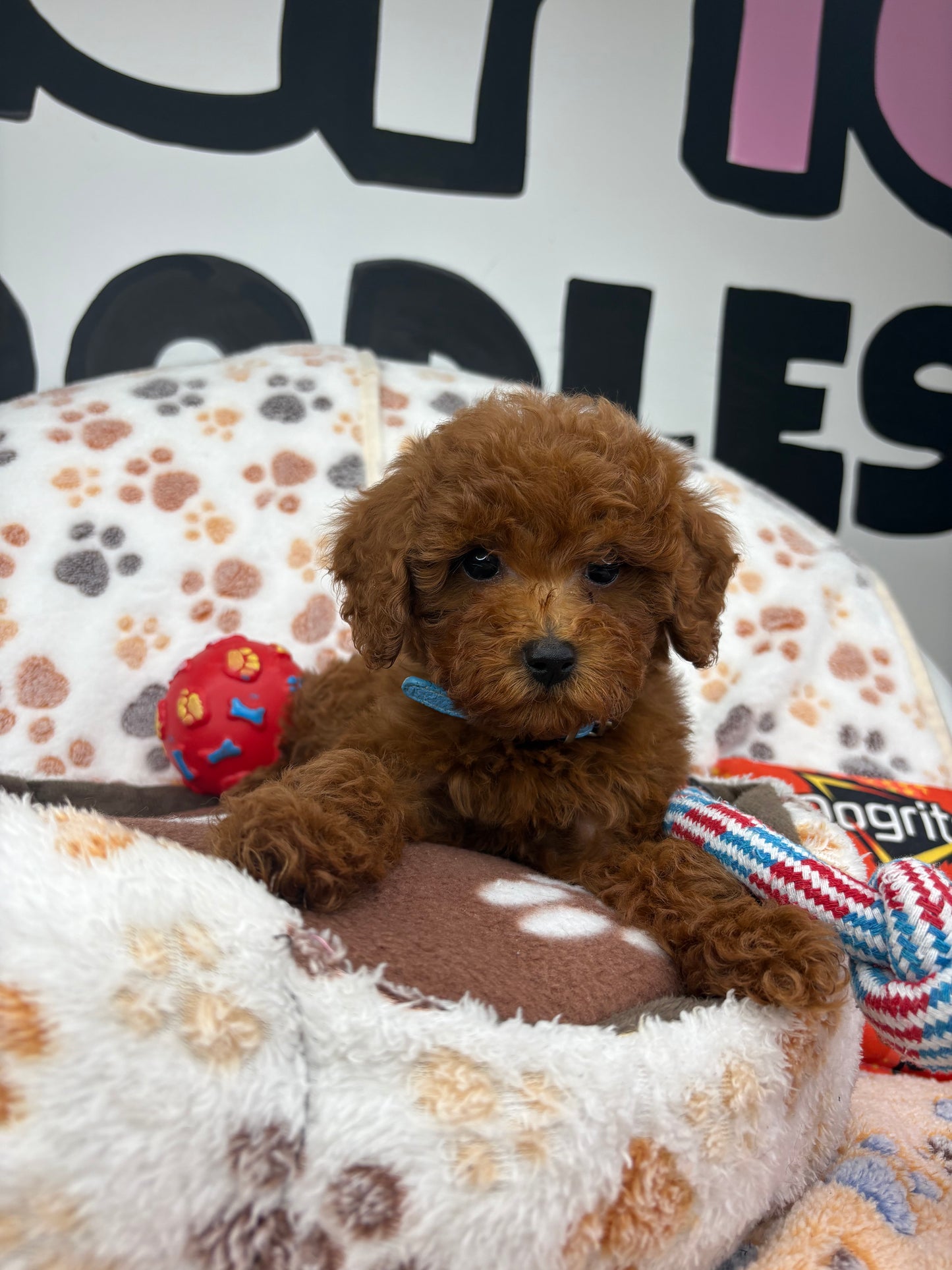 Dark Red Female Toy Poodle ‼️(Deposit Only ‼️ Please Read The Description Below ‼️)