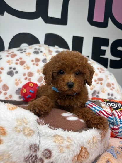 Dark Red Female Toy Poodle ‼️(Deposit Only ‼️ Please Read The Description Below ‼️)