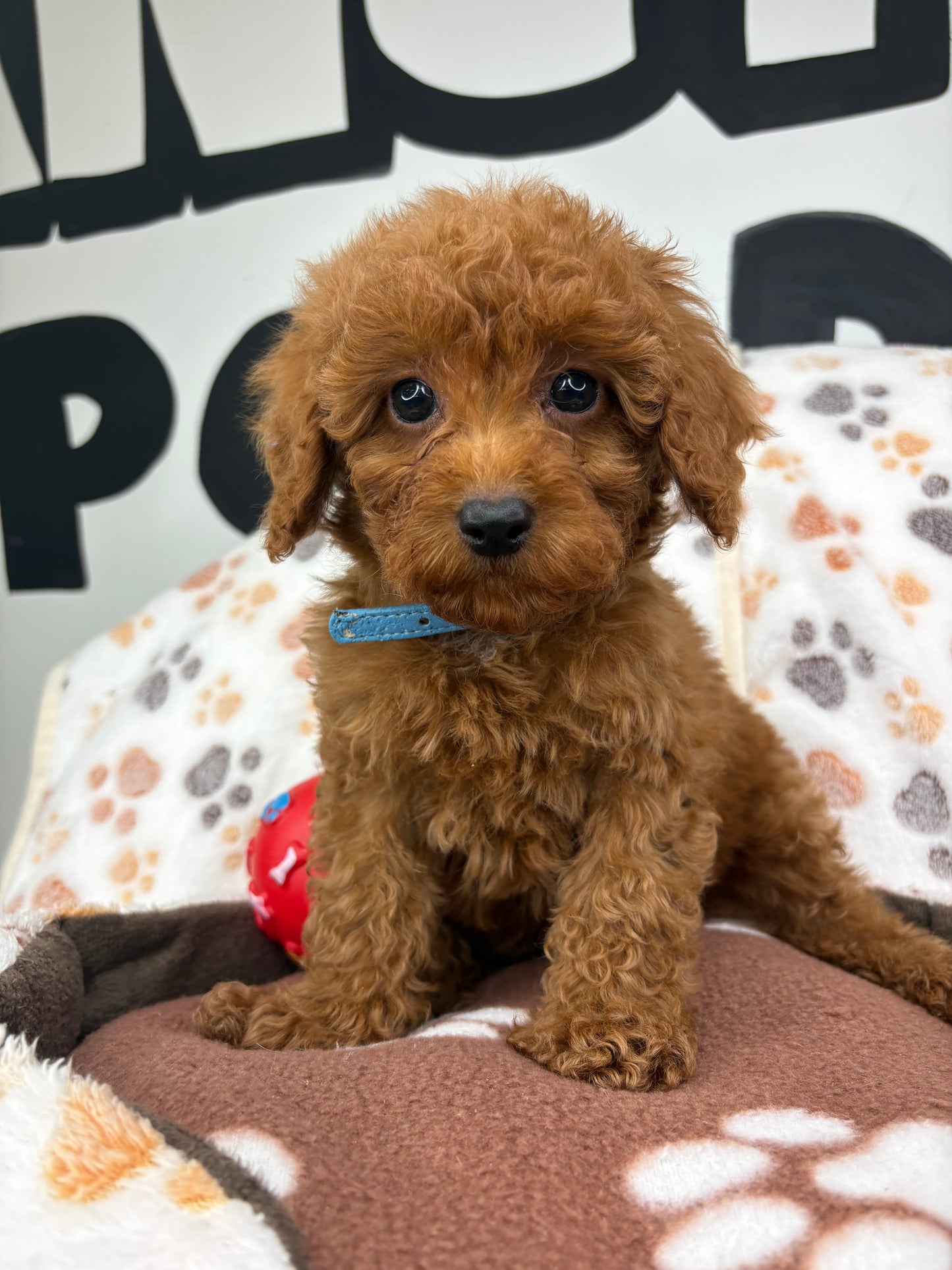 Red Male Toy Poodle (Deposit Only ‼️ Please Read DESCRIPTION Below‼️)