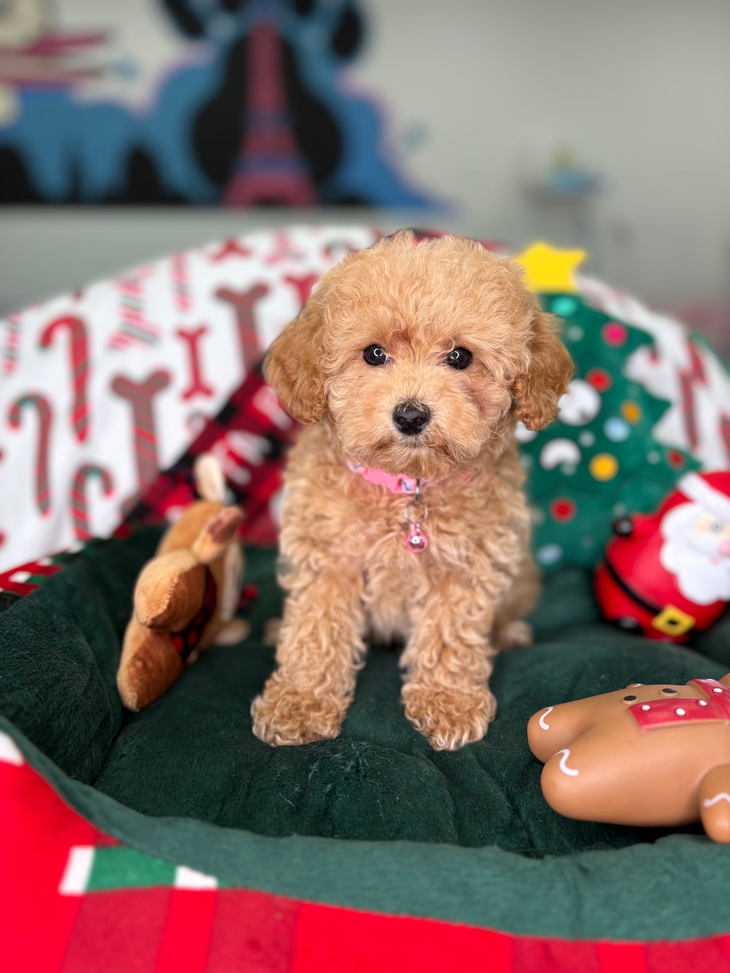 Apricot Male Toy Poodle (Deposit Only‼️ Please Read The DESCRIPTION Below‼️)