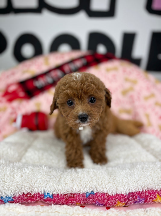 Red Female Toy Poodle (Deposit Only‼️Please Read The Description Below‼️)