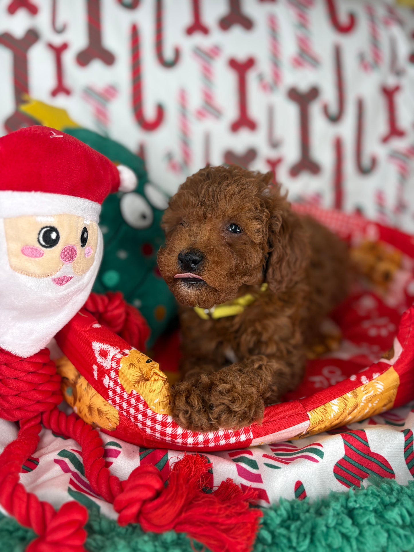 Red Male Toy Poodle (Deposit Only ‼️ Please Read DESCRIPTION Below‼️)