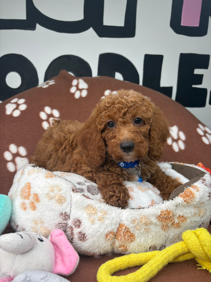 Cherry Red Female Miniature Poodle (Deposit Only ‼️ Please Read DESCRIPTION Below‼️)