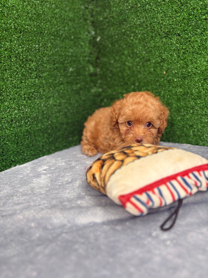 Royal The Apricot Micro Poodle 🐩 (Deposit Only ‼️Please Read The Description Below‼️)