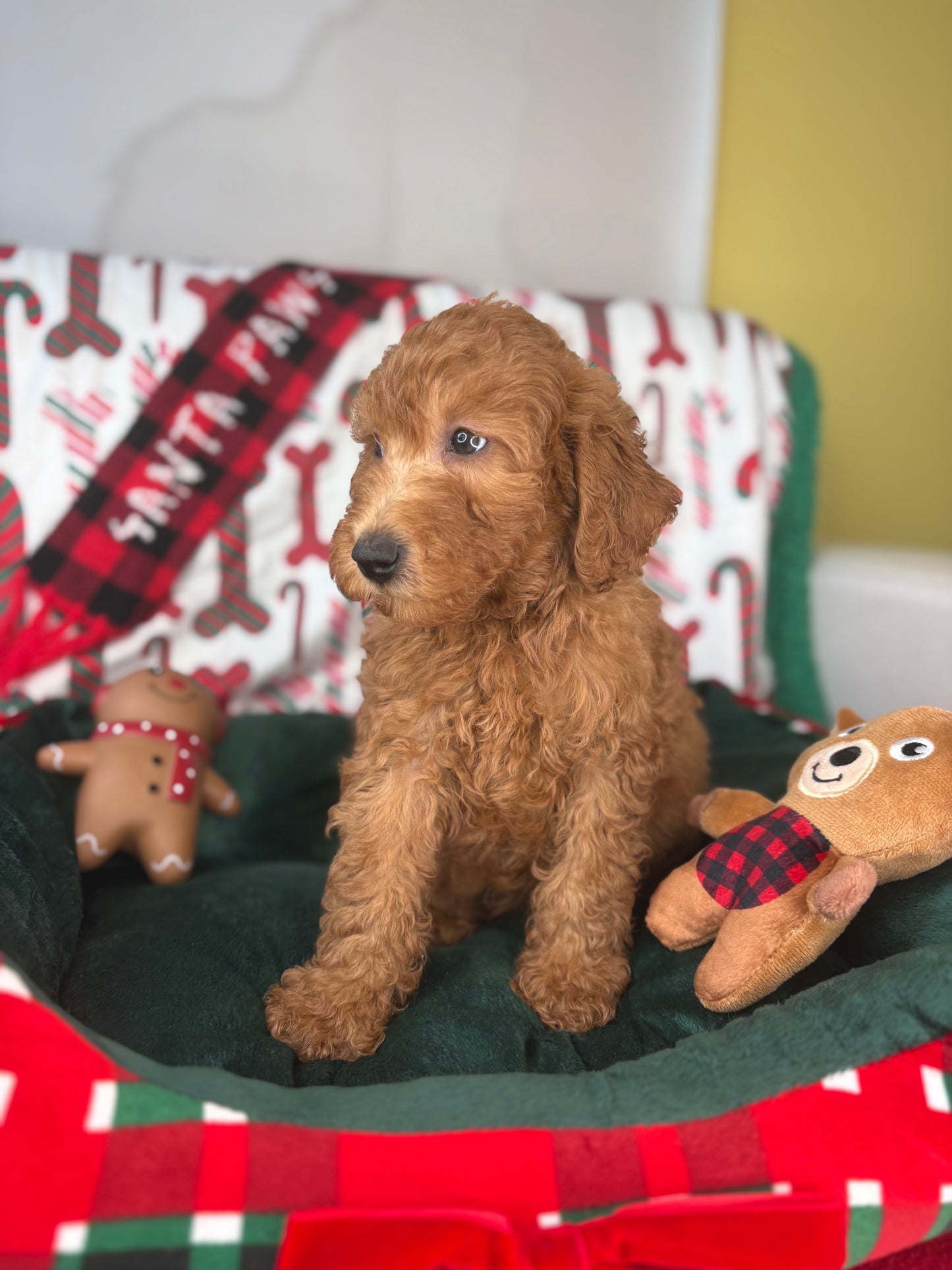 Red Male Miniature Poodle PROMOTION Pup (Deposit Only ‼️Please Read The DESCRIPTION Below‼️)