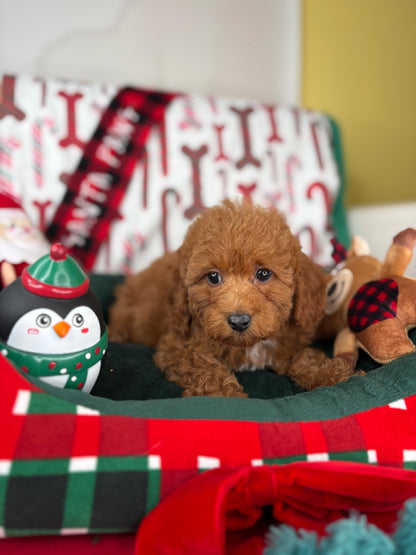 Red Female Toy Poodle 🐩 (Deposit Only‼️Please Read The Description Below‼️)