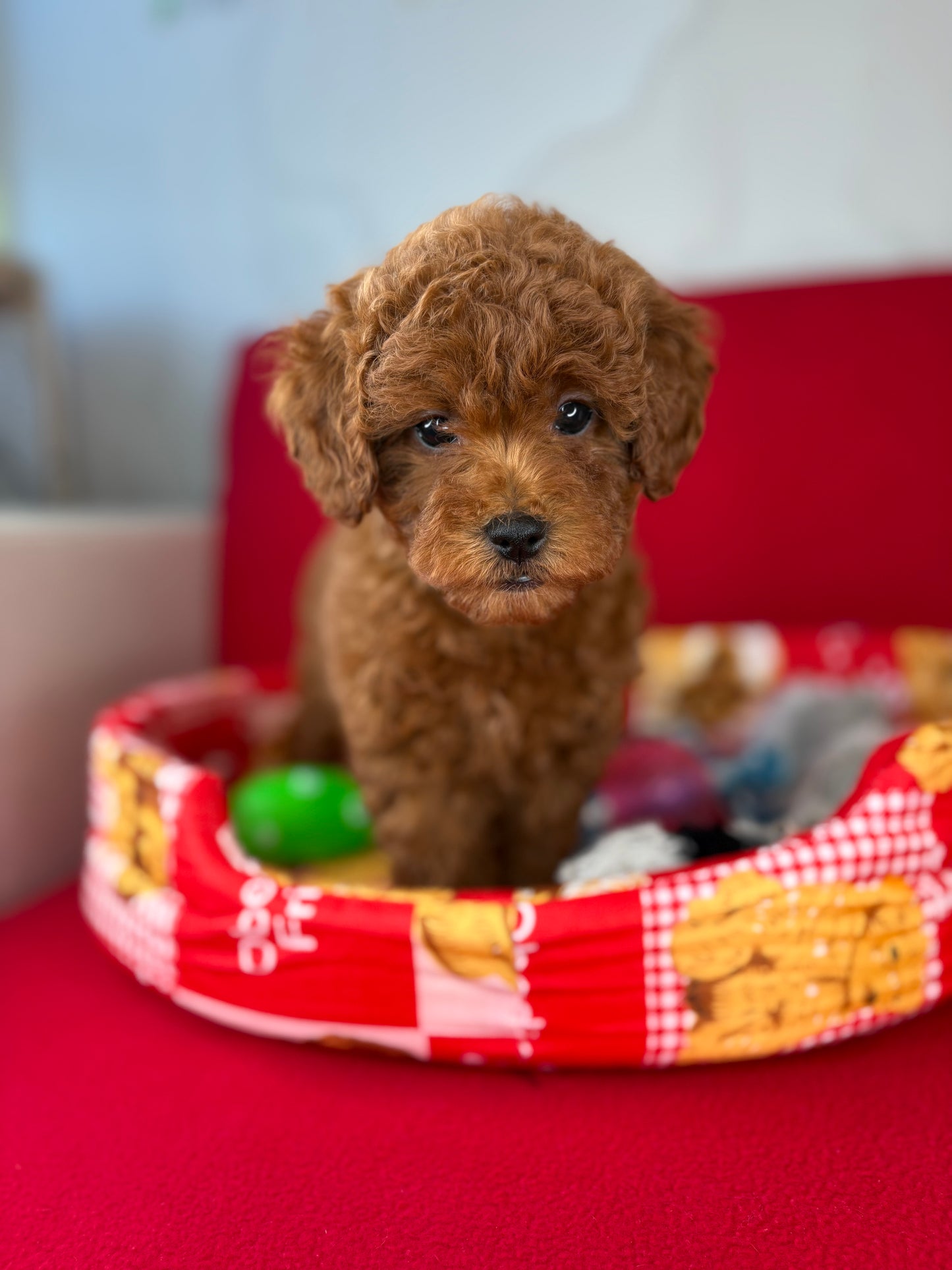 Dark Red Female Toy Poodle ( Deposit Only, Please Read The DESCRIPTION Below‼️)