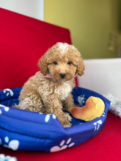 Apricot Male Toy Poodle ‼️(Deposit Only ‼️ Please Read The Description Below ‼️)