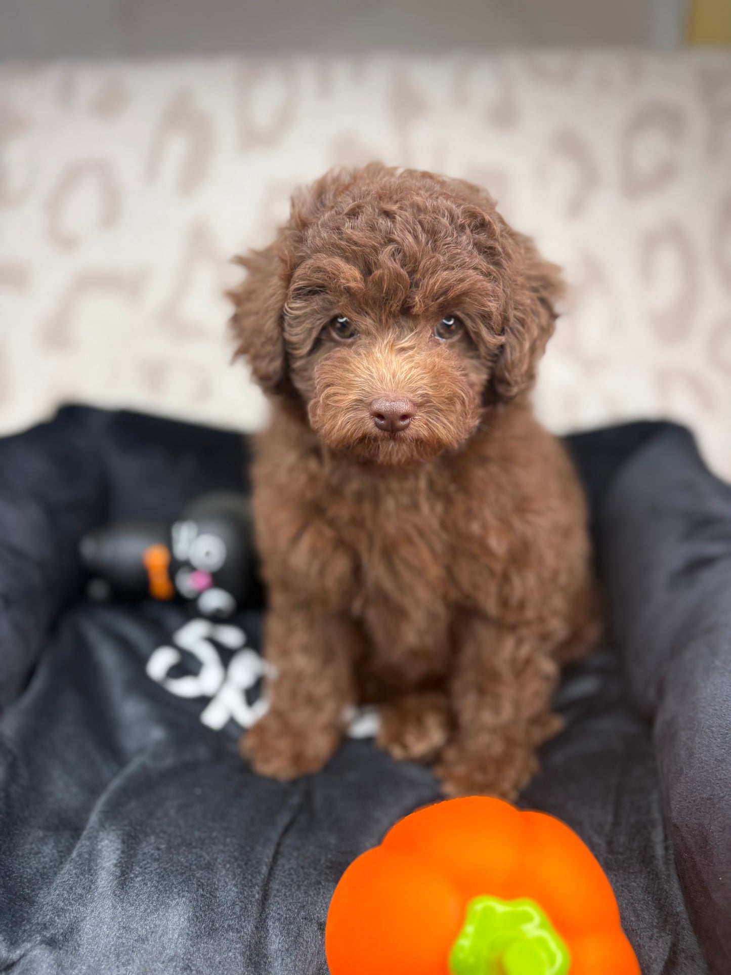 Chocolate Female Toy Poodle 🐩 (Deposit Only‼️Please Read The Description Below‼️)