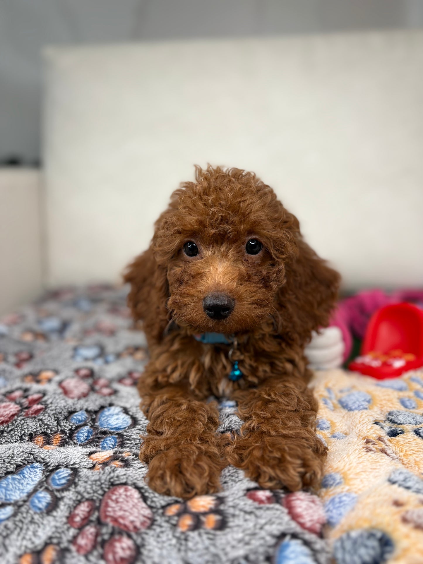 Red Female Miniature Poodle PROMOTION Pup (Deposit Only ‼️Please Read The DESCRIPTION Below‼️)