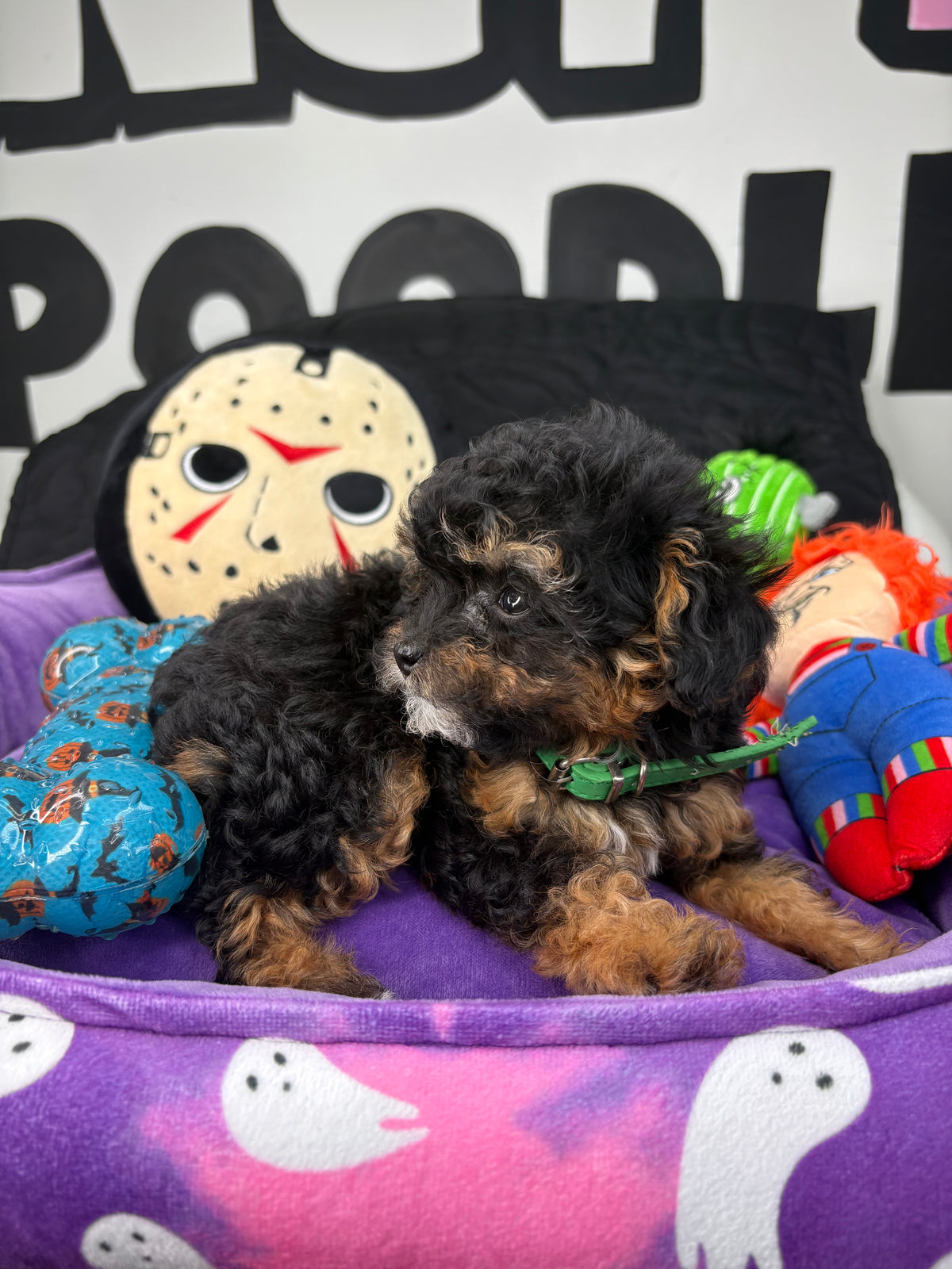 Apricot Phantom Female Micro Poodle Deposit Only‼️ (Please DESCRIPTION Read Below‼️)