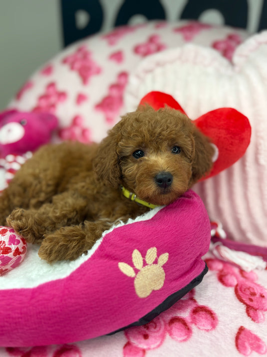 Apricot Male Toy Poodle ( Deposit Only, Please Read The DESCRIPTION Below‼️)