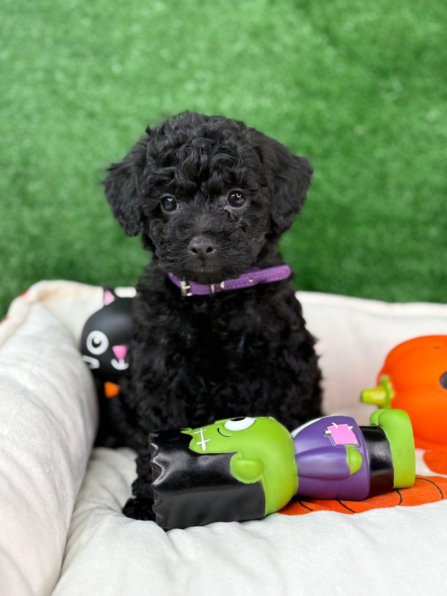 Black Female Toy Poodle ‼️(Deposit Only ‼️ Please Read The Description Below ‼️)