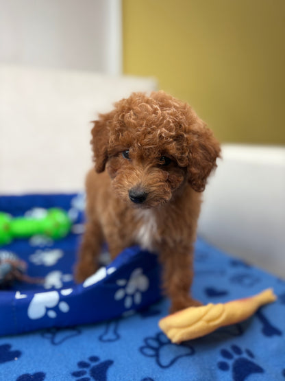 Female Toy Poodle ( Deposit Only, Please Read The DESCRIPTION Below‼️)