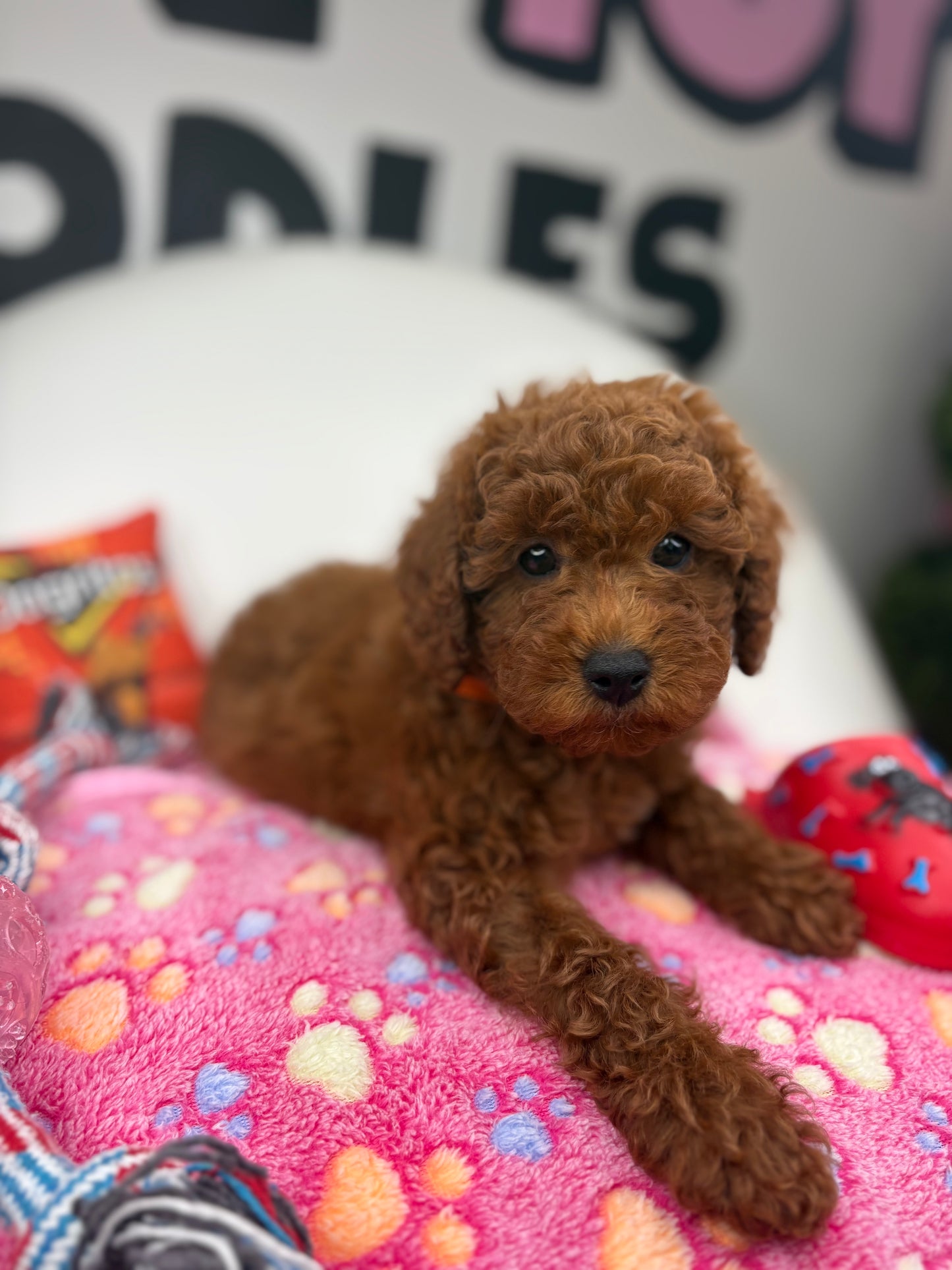 Dark Red Male Miniture Poodle (Deposit Only, Please Read The Description Below‼️)
