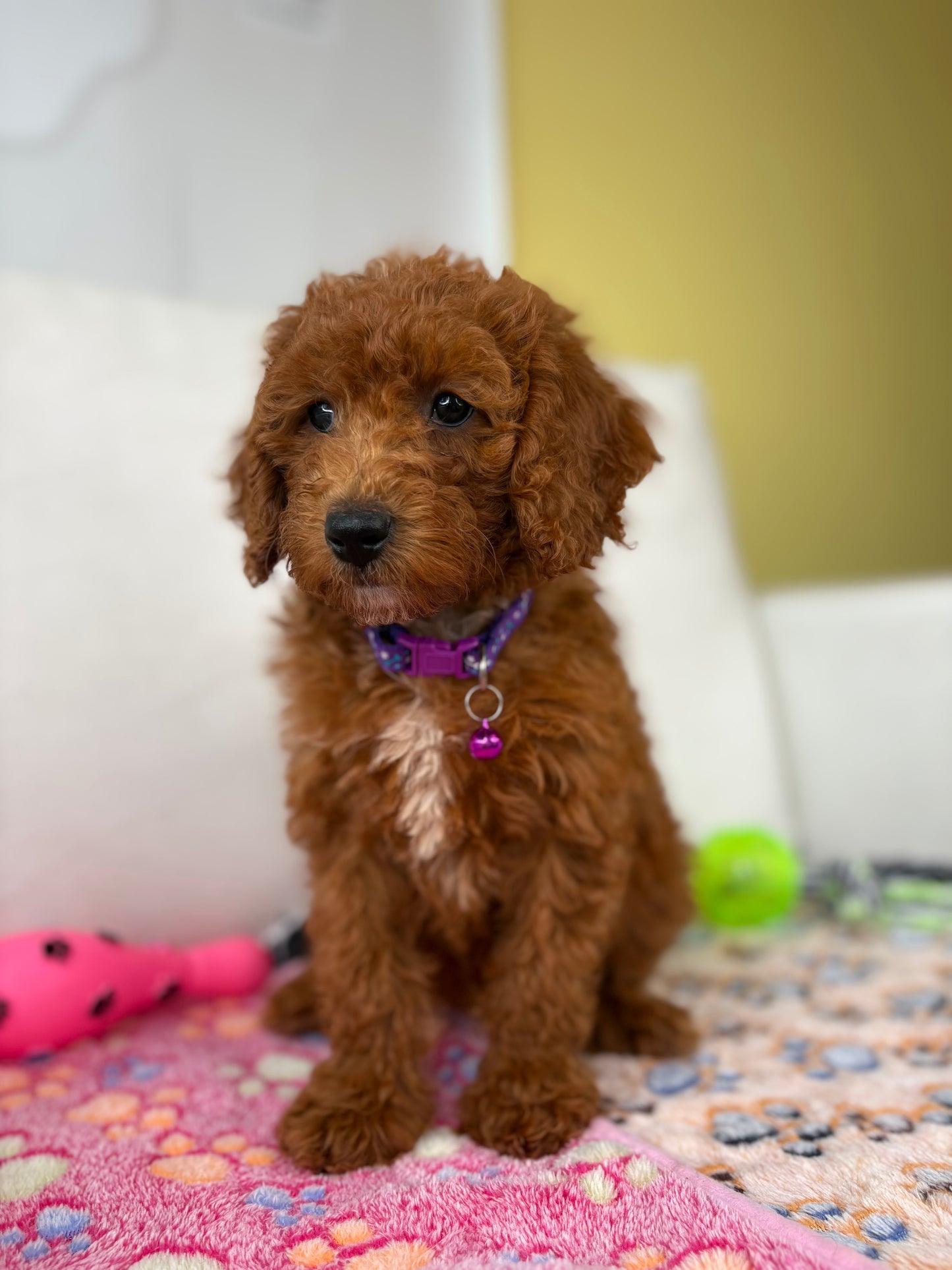 Female Miniature Poodle (Deposit Only ‼️ Please Read The DESCRIPTION Below‼️)