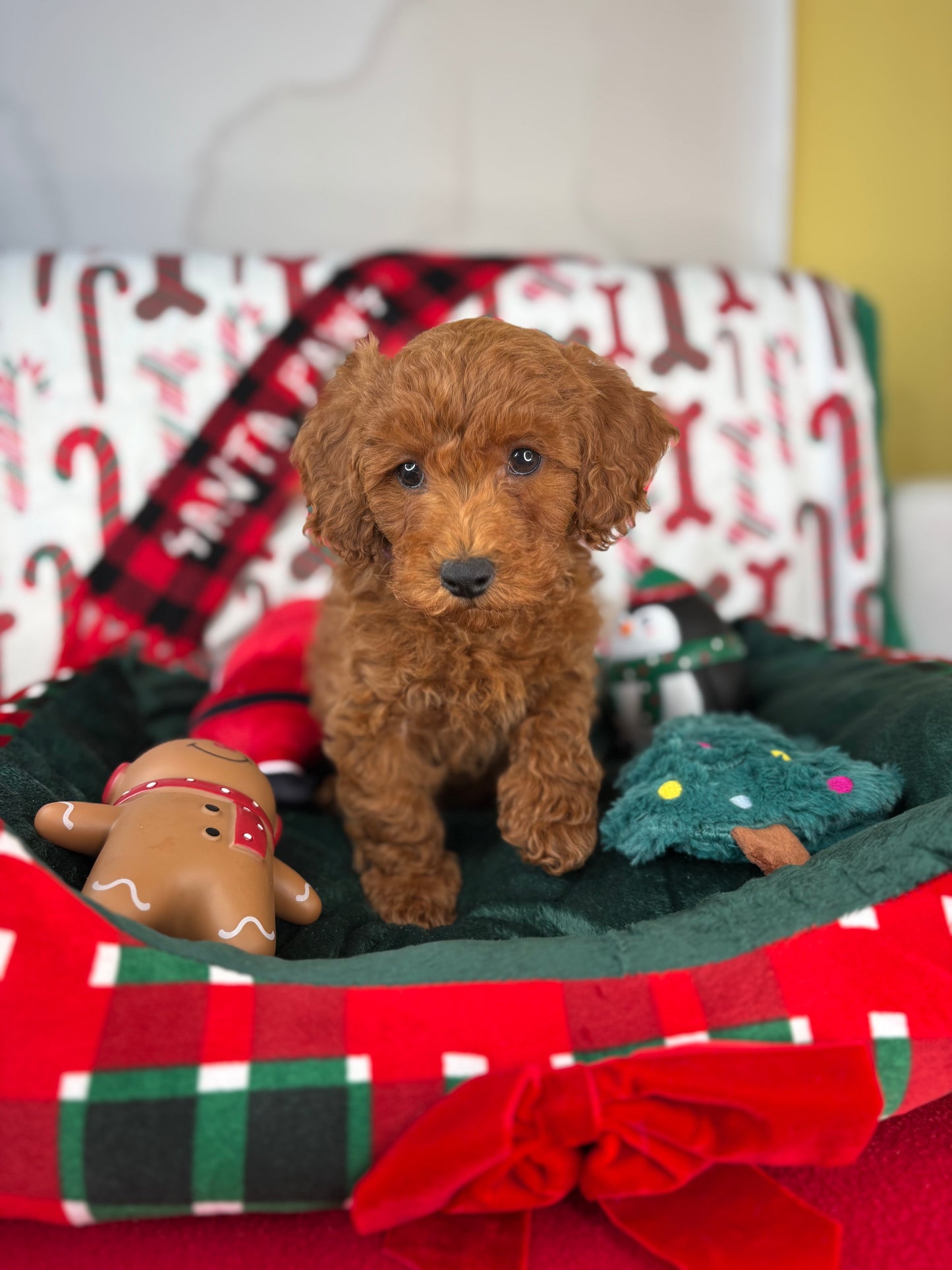 Red Female Toy Poodle 🐩 (Deposit Only‼️Please Read The Description Below‼️)